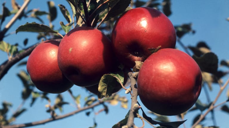 Äpfel der Sorte Jonathan: Alte Apfelsorten können die Beschwerden einer Apfelallergie reduzieren.