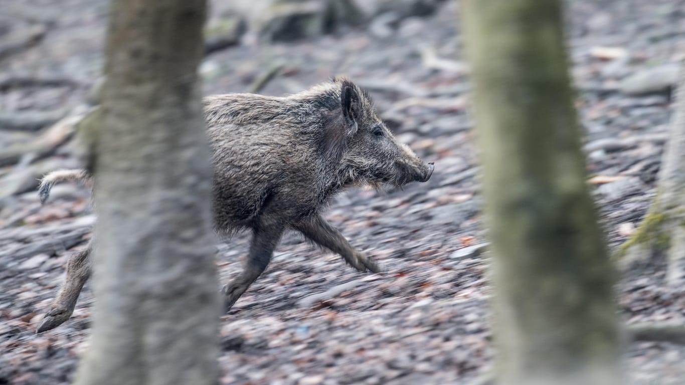 Ein Wildschwein rennt durch den Wald: Auch Frischlinge und Muttertiere waren unter den verendeten Wildschweinen. (Symbolbild)