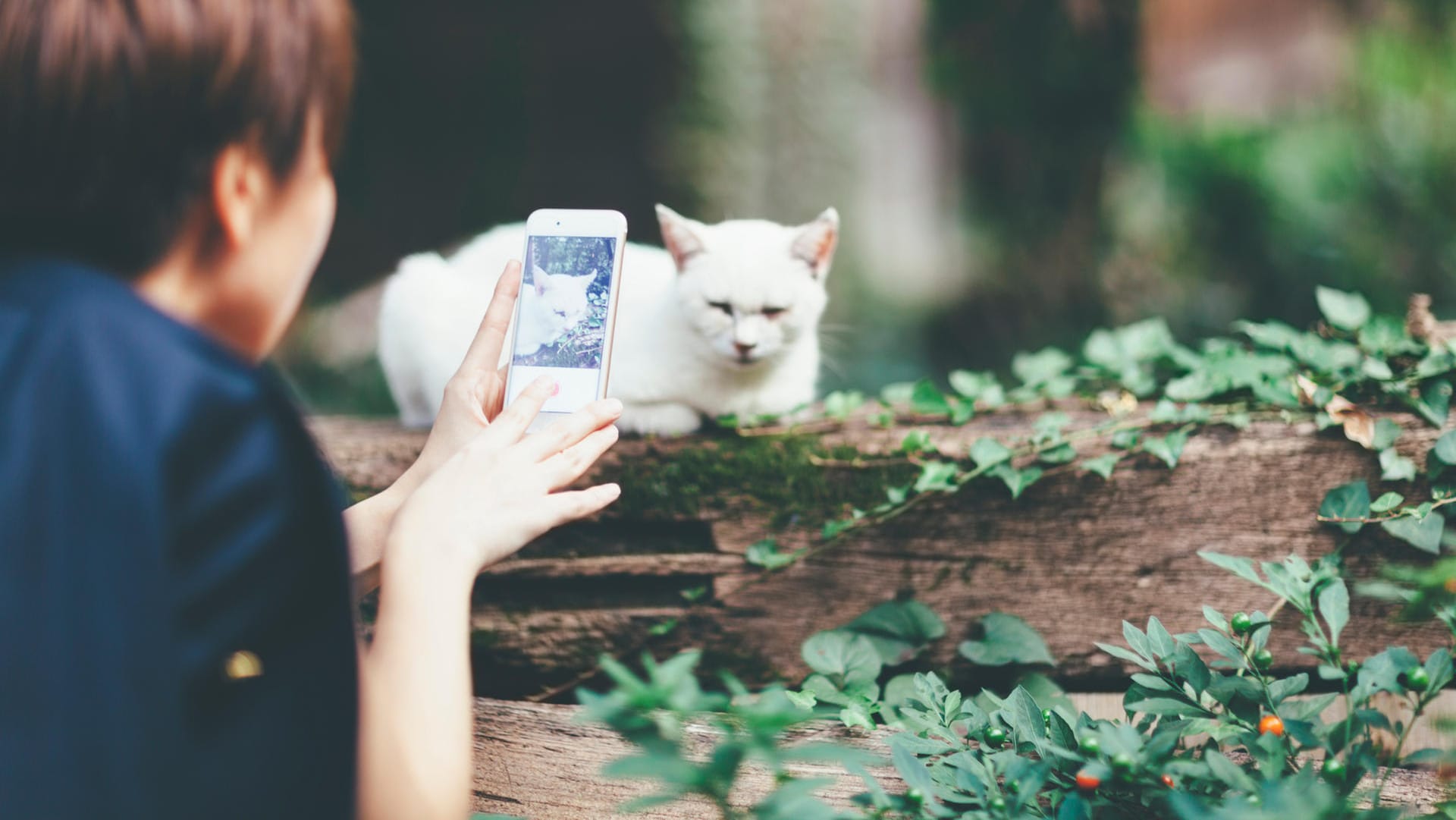 Foto mit Katze: Wenn das Haustier nicht mehr kann, weil sich Müdigkeit bemerkbar macht, sollten Sie das Shooting beenden.