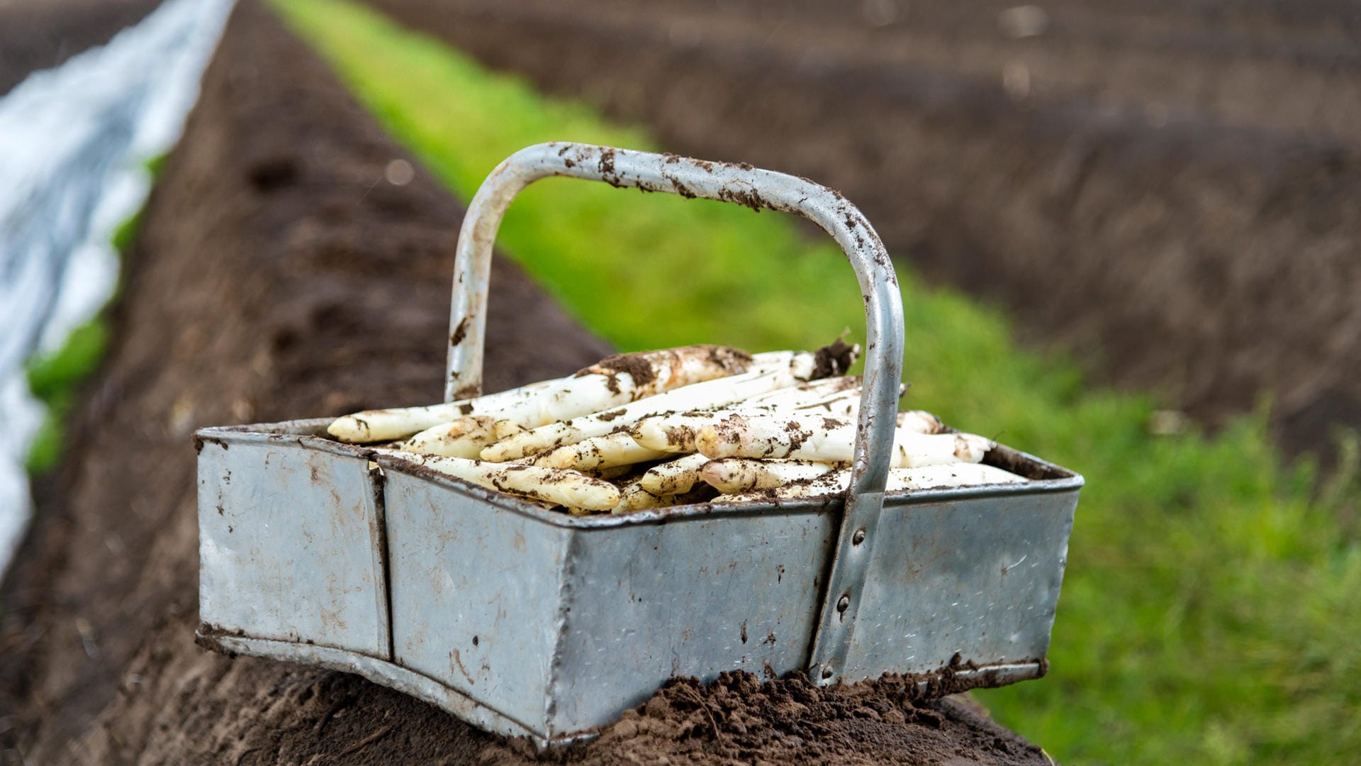 Spargel auf dem Feld: In der Spargelsaison 2018 gab es große Mengen von dem Stangengemüse.