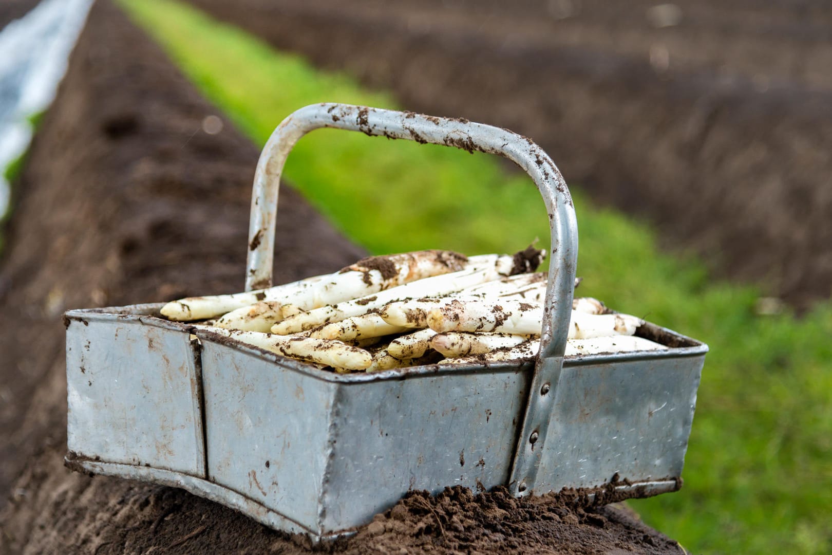 Spargel auf dem Feld: In der Spargelsaison 2018 gab es große Mengen von dem Stangengemüse.