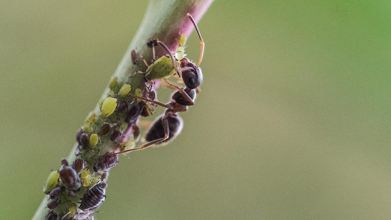 Eine Ameise melkt in einem Garten Blattläuse: Die Ameisenpopulaiton ist dieses Jahr besonders hoch.