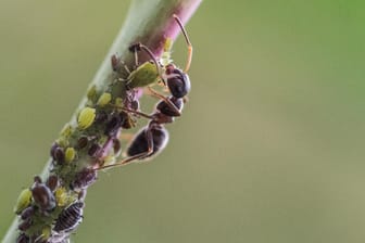 Eine Ameise melkt in einem Garten Blattläuse: Die Ameisenpopulaiton ist dieses Jahr besonders hoch.
