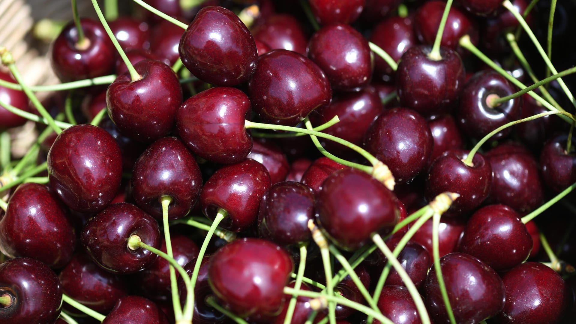 Kirschernte: Ein Dieb erbeutete etwa 50 Kilo Kirschen. (Symbolbild) Kirschernte: Ein Dieb erbeutete etwa 50 Kilo Kirschen. (Symbolbild)