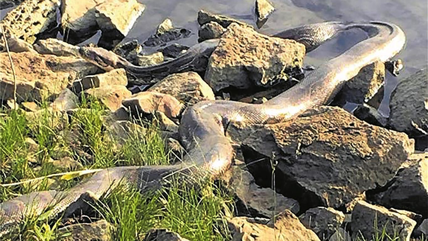 Riesenschlange am Weserufer: Die Angler waren erstaunt über ein Tigerpython.