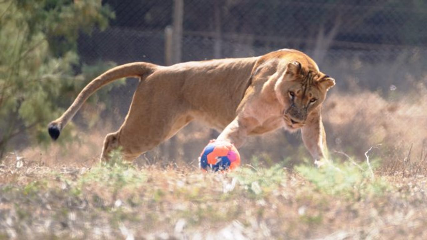 Die die achtjährige Löwin Samburu spielt mit einem Fußball.