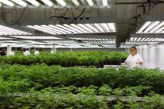 Eine Marihuana-Plantage in Ontario, Kanada: Vermutlich im September wird Kanada dann das erste westliche Industrieland, in dem der Konsum von Haschisch vollständig legal ist.