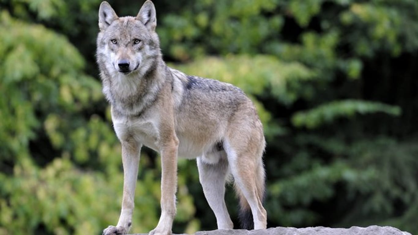Seit der Jahrtausendwende vermehren sich Wölfe wieder in Deutschland, nachdem sie rund 150 Jahre als ausgestorben galten.