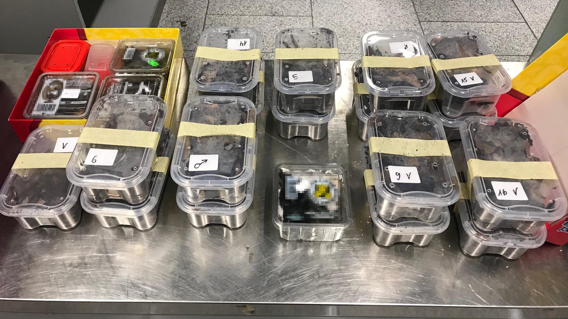 Plastikbehälter mit Vogelspinnen am Düsseldorfer Flughafen: Gegen den Tierhändler wird nun wegen versuchter Steuerhinterziehung ermittelt. Plastikbehälter mit Vogelspinnen am Düsseldorfer Flughafen: Gegen den Tierhändler wird nun wegen versuchter Steuerhinterziehung ermittelt.