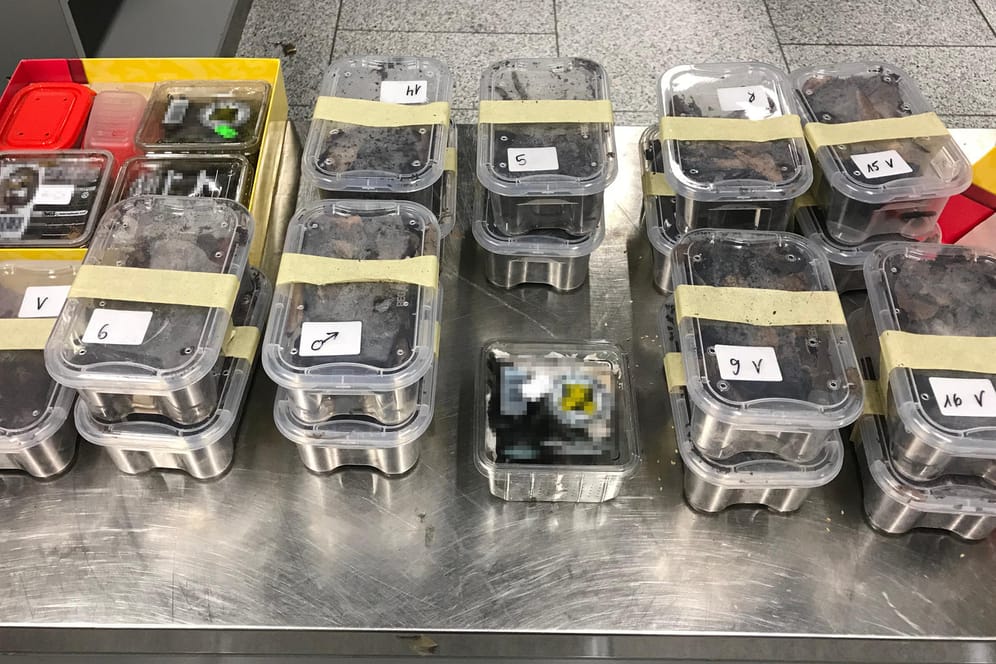 Plastikbehälter mit Vogelspinnen am Düsseldorfer Flughafen: Gegen den Tierhändler wird nun wegen versuchter Steuerhinterziehung ermittelt.