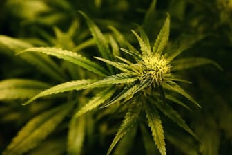 Als erstes führendes Industrieland der Welt hat Kanada den Anbau und Verkauf von Cannabis legalisiert.