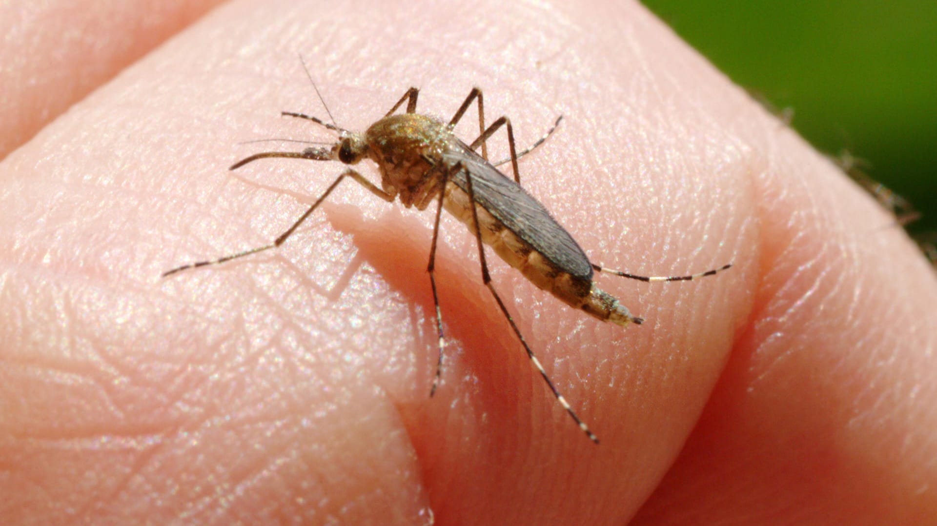 Eine Stechmücke auf der Hand: Besonders Touristen sollten sich vor den Insektenstichen schützen, wenn sie durch Tschechien reisen. (Archivbild)