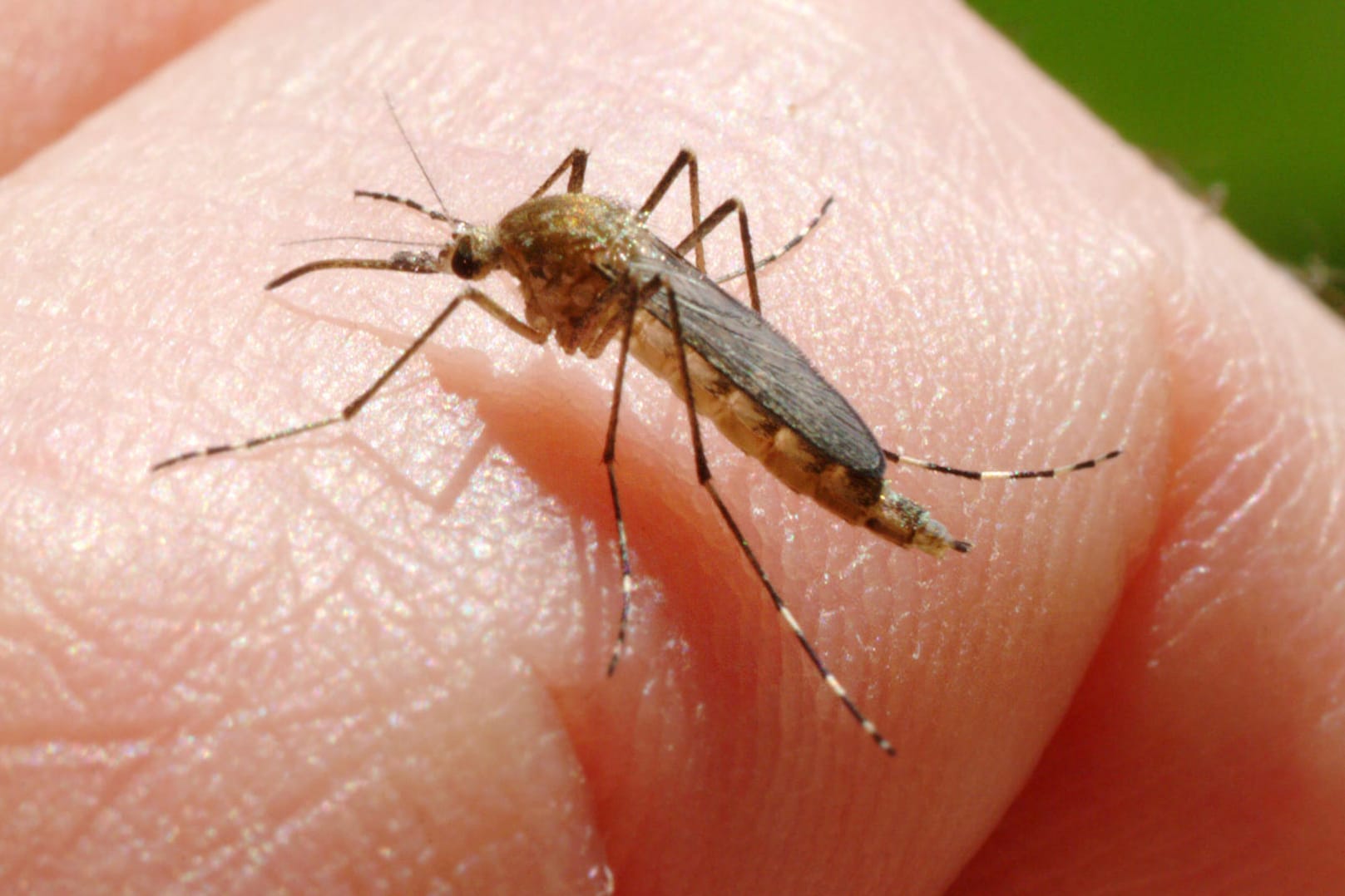 Eine Stechmücke auf der Hand: Besonders Touristen sollten sich vor den Insektenstichen schützen, wenn sie durch Tschechien reisen. (Archivbild)