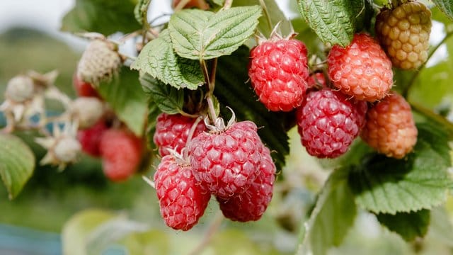 Himbeeren wachsen an einem Strauch