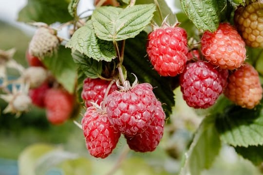 Himbeeren wachsen an einem Strauch