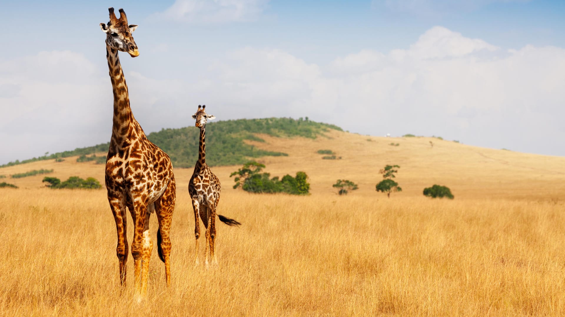 Giraffen in Kenia: In Afrika sind neun verschiedene Giraffen-Arten bekannt. Experten erkennen sie an ihrem Muster. (Symbolfoto)