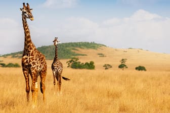 Giraffen in Kenia: In Afrika sind neun verschiedene Giraffen-Arten bekannt. Experten erkennen sie an ihrem Muster. (Symbolfoto)