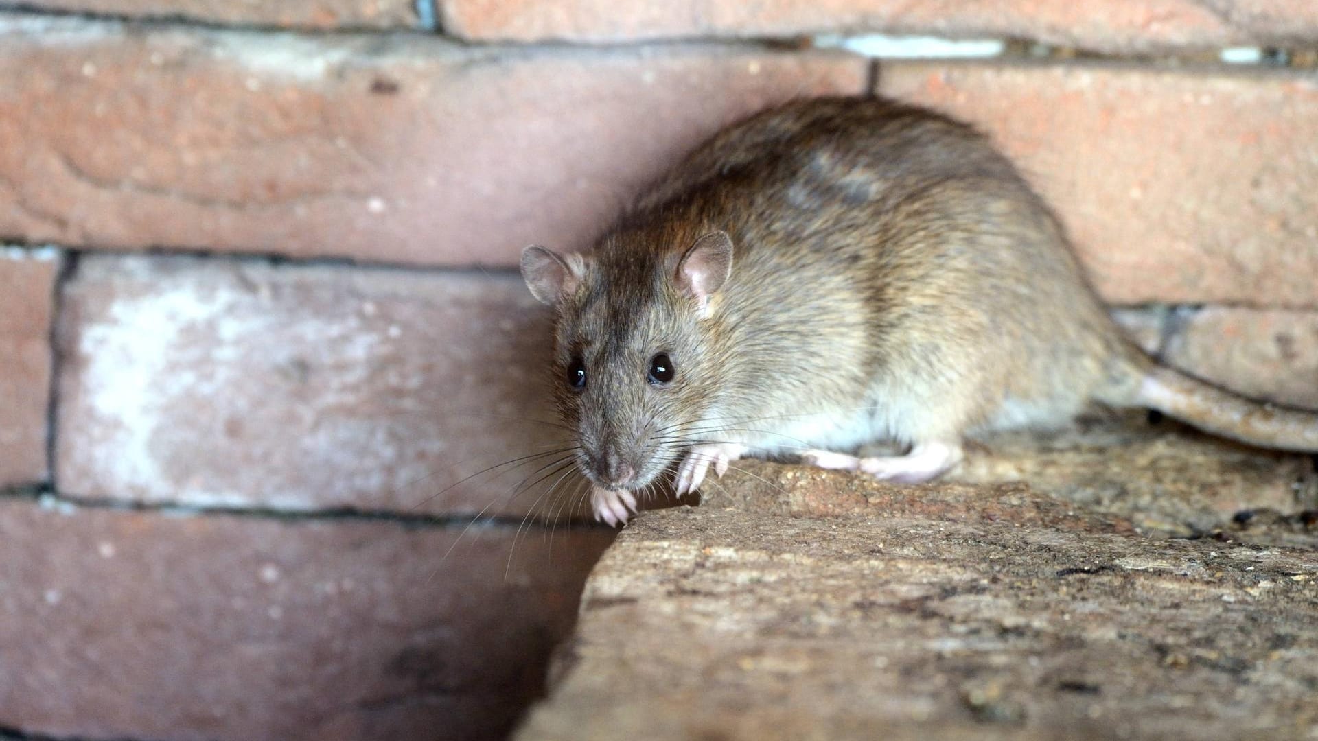 In Indien haben sich Ratten in einen Geldautomaten eingeschlichen. Es wurden zahlreiche Banknoten zerstört. In Indien haben sich Ratten in einen Geldautomaten eingeschlichen. Es wurden zahlreiche Banknoten zerstört.