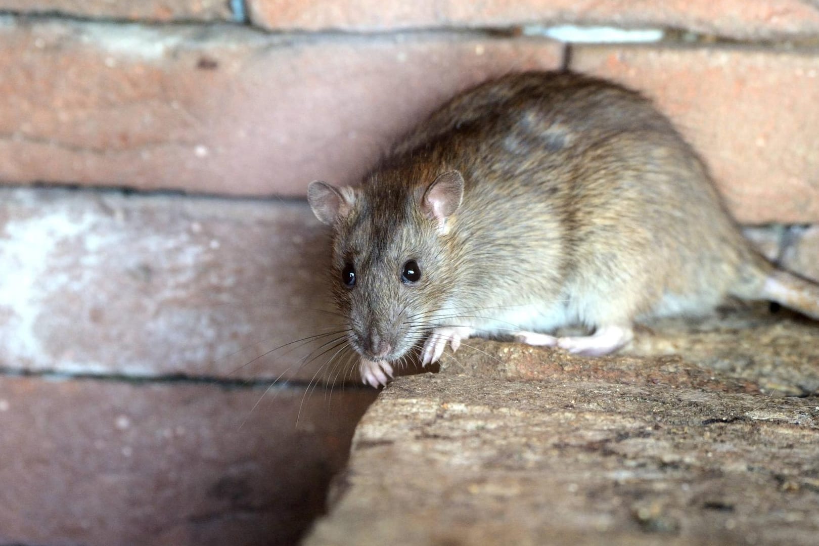 In Indien haben sich Ratten in einen Geldautomaten eingeschlichen. Es wurden zahlreiche Banknoten zerstört.