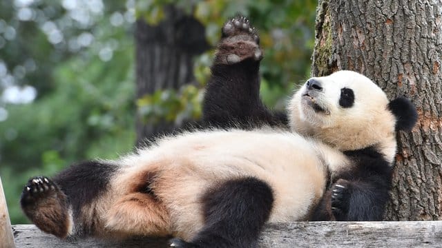 Die Panda-Dame Meng Meng gilt als kleine Diva.