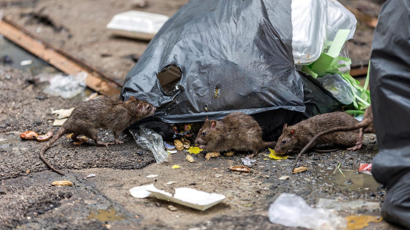 Ratten an einem Müllsack