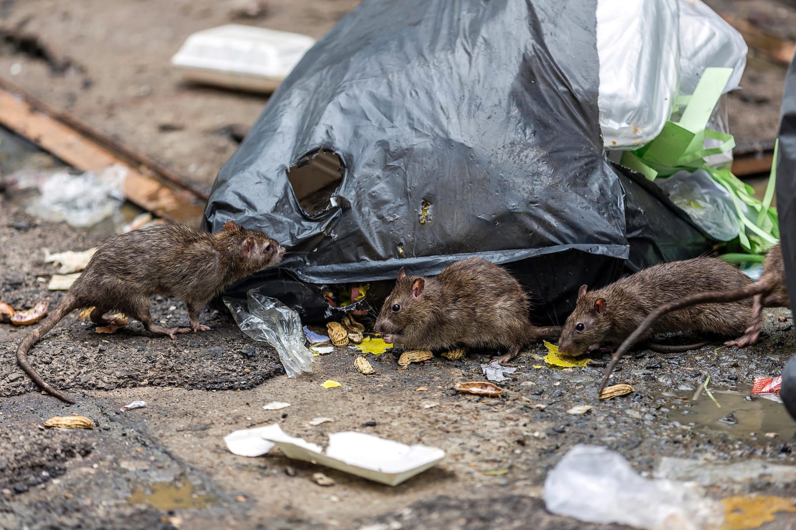 Ratten an einem Müllsack