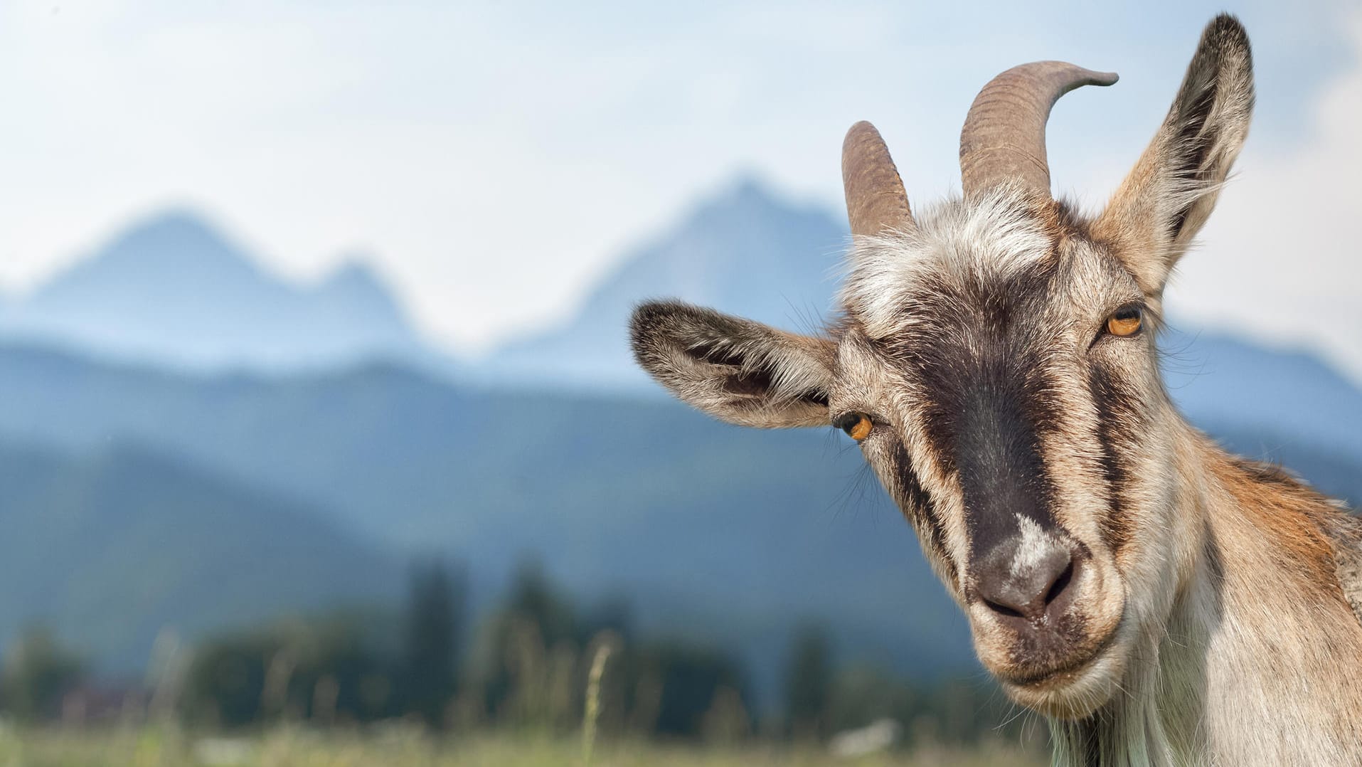 Ziege auf einer Weide: Die Beweidung mit Ziegen, Schnucken, Eseln und Co. hilft, die Artenvielfalt zu erhalten. Doch, nicht jedes Tier eignet sich für jede Landschaft.