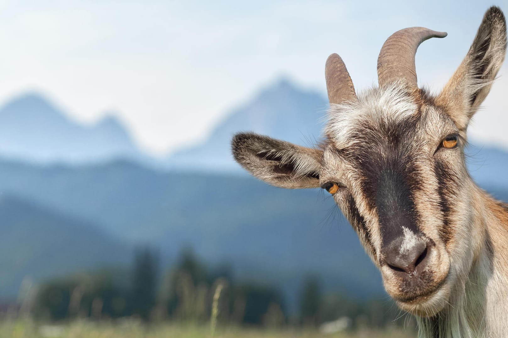 Ziege auf einer Weide: Die Beweidung mit Ziegen, Schnucken, Eseln und Co. hilft, die Artenvielfalt zu erhalten. Doch, nicht jedes Tier eignet sich für jede Landschaft.