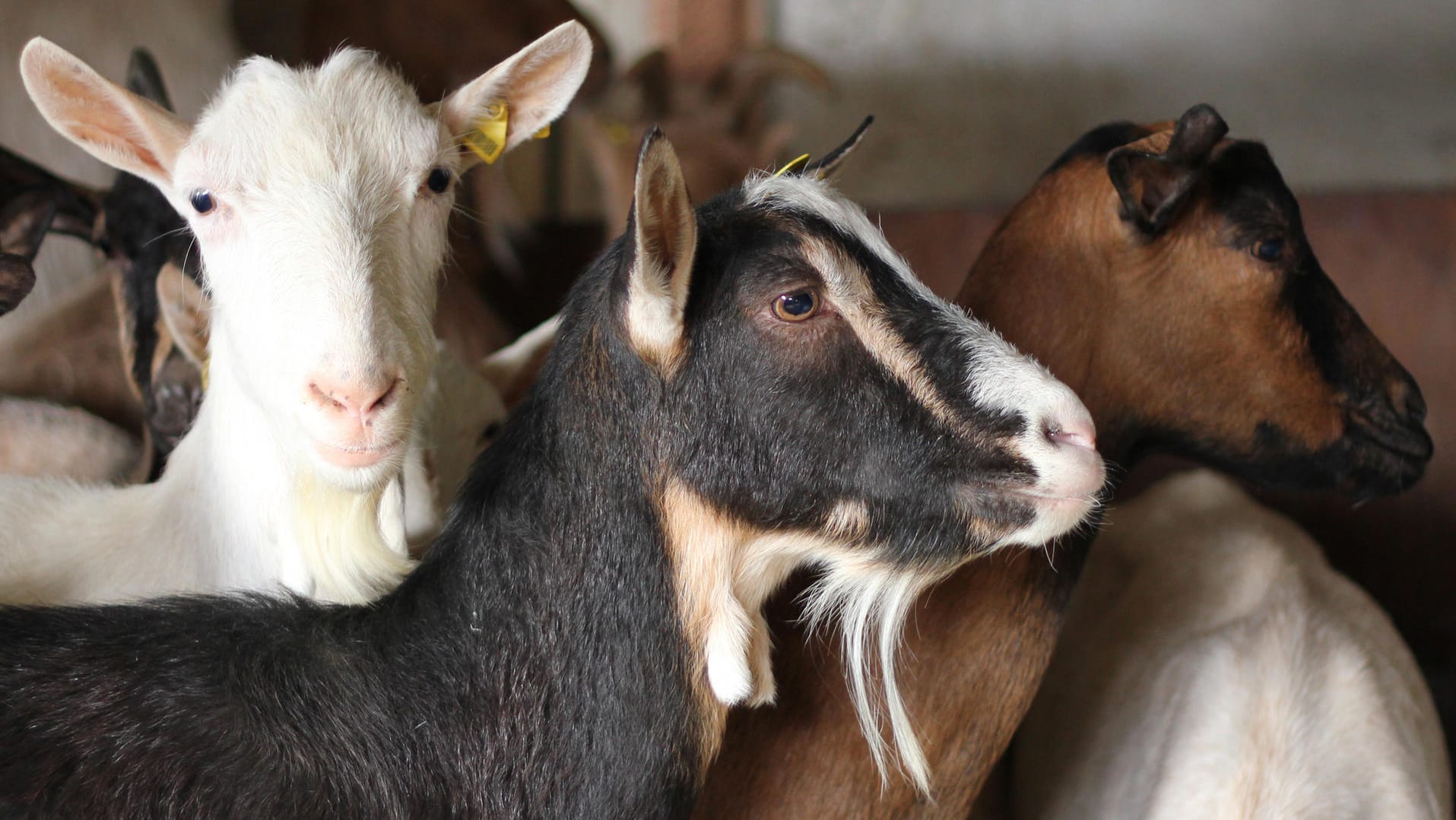 Ziegen im Stall: Tiere als Landschaftspfleger leisten einen wichtigen Beitrag zur Erhaltung der Kulturlandschaft und zum Artenschutz.