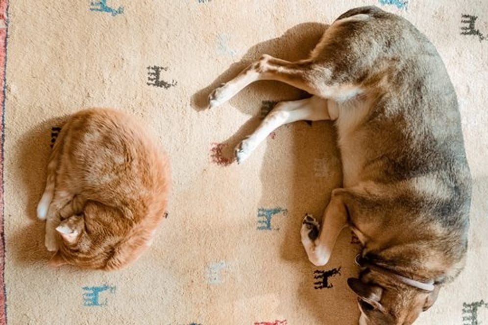Durch Tiere können unangenehme Gerüche auf einem Teppich entstehen.
