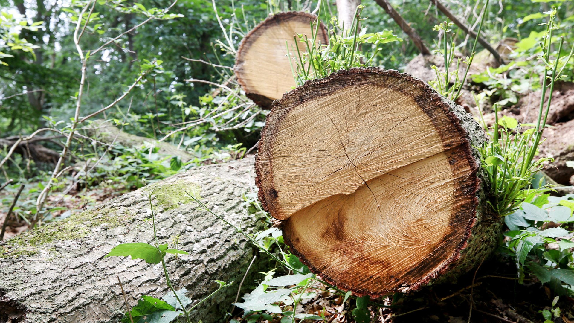 Ein gefällter Eichenstamm liegt im Naturpark Schwalm-Nette auf dem Waldboden