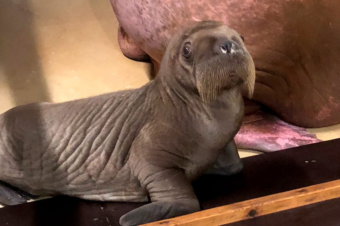 Walrossgeburt bei Hagenbeck: Im Tierpark gibt es Nachwuchs.