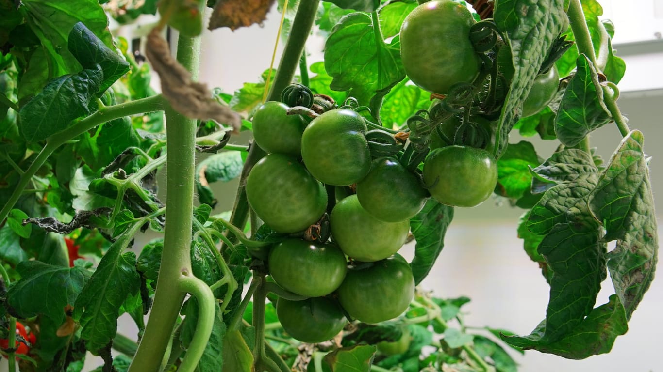 Tomaten wachsen in einem speziellen Gewächshaus in der Antarktis: Auch ohne Tageslicht werden die Früchte später noch rot.