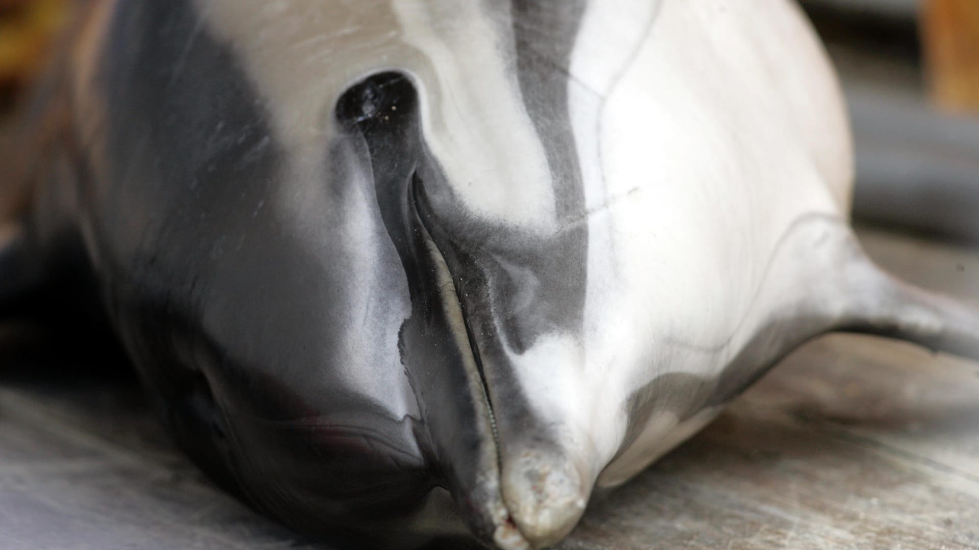 Ein toter Delfin: Eventuell handelte es sich bei dem gefundenen Tier um einen illegal gehaltenen Delfin aus einem Zoo. (Symbolbild) Ein toter Delfin: Eventuell handelte es sich bei dem gefundenen Tier um einen illegal gehaltenen Delfin aus einem Zoo. (Symbolbild)