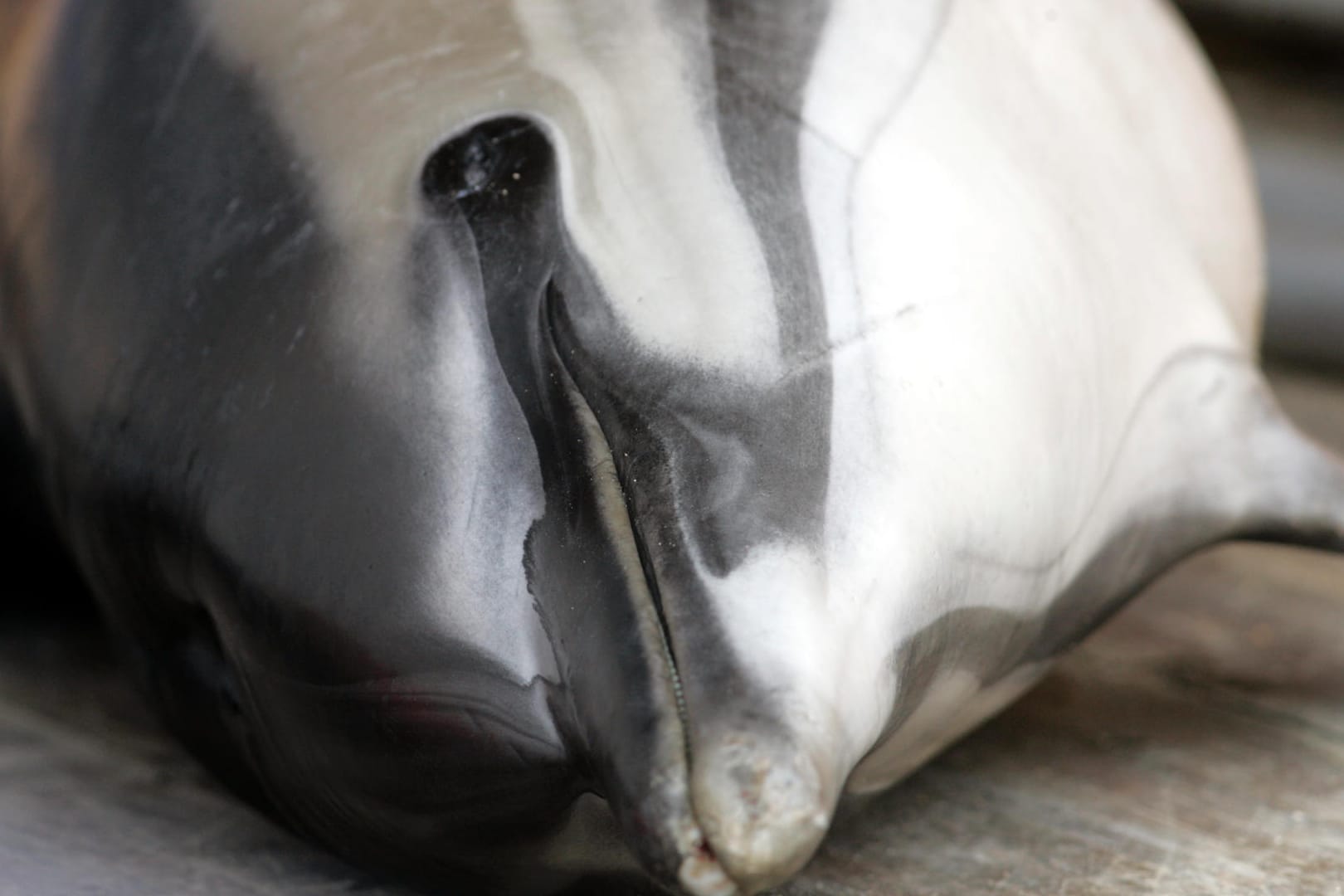 Ein toter Delfin: Eventuell handelte es sich bei dem gefundenen Tier um einen illegal gehaltenen Delfin aus einem Zoo. (Symbolbild)