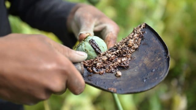 Eine Person pflückt auf einem Feld Schlafmohn, aus dem Opium gewonnen wird (Symbolbild): Die Staatsanwaltschaft Köln hat Haftbefehle wegen Opiumhandels vollstreckt. Eine Person pflückt auf einem Feld Schlafmohn, aus dem Opium gewonnen wird (Symbolbild): Die Staatsanwaltschaft Köln hat Haftbefehle wegen Opiumhandels vollstreckt.
