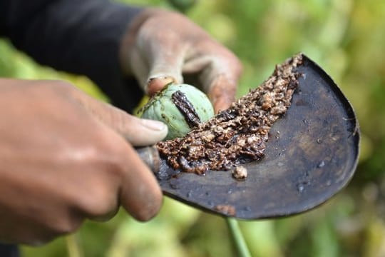 Eine Person pflückt auf einem Feld Schlafmohn, aus dem Opium gewonnen wird (Symbolbild): Die Staatsanwaltschaft Köln hat Haftbefehle wegen Opiumhandels vollstreckt.