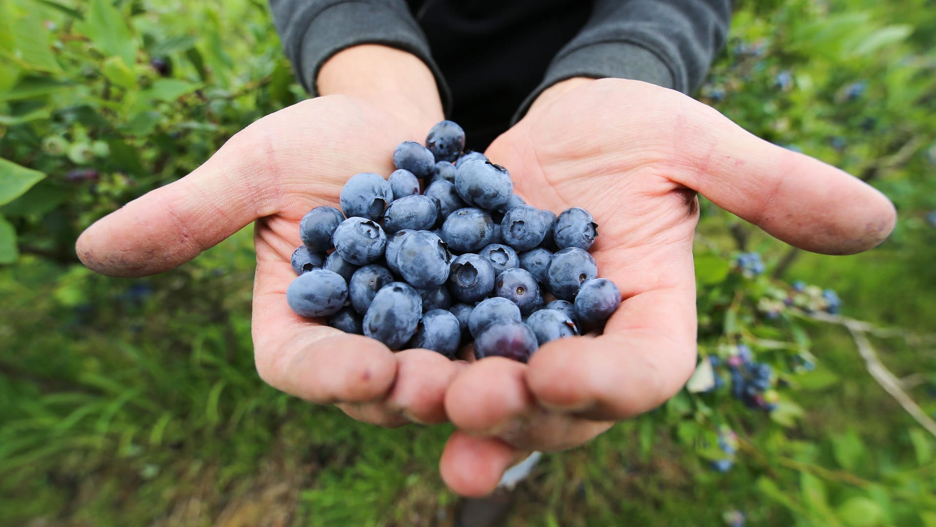 Ein Saisonarbeiter steht auf einem Feld und hält in seinen Händen Heidelbeeren.