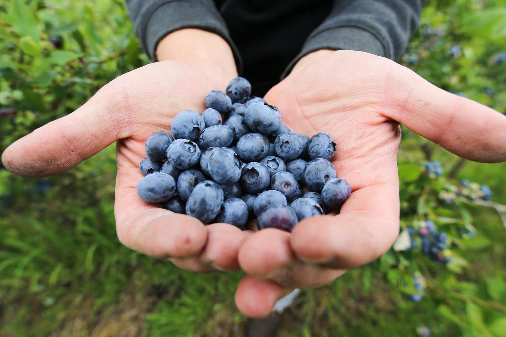 Ein Saisonarbeiter steht auf einem Feld und hält in seinen Händen Heidelbeeren.