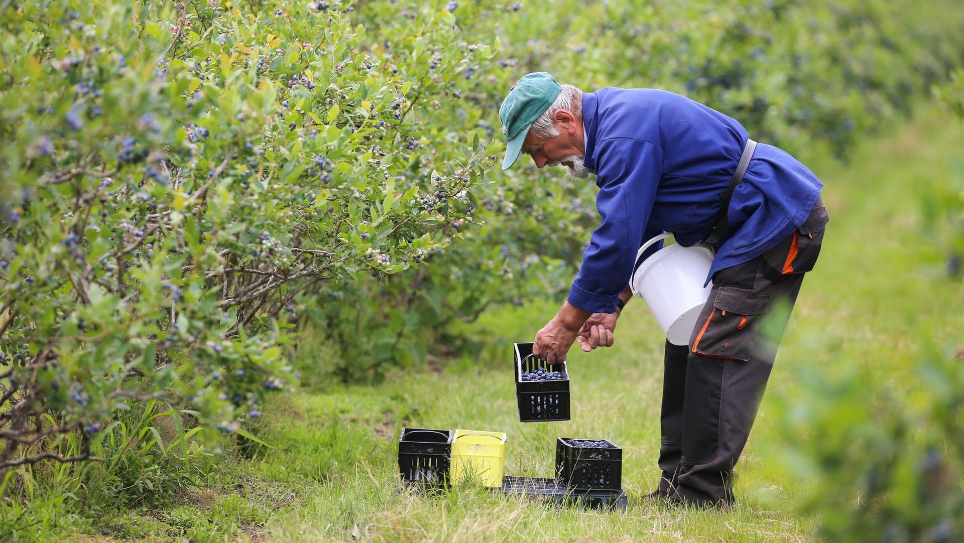 Saisonarbeiter Josef steht auf einem Feld und pflückt Heidelbeeren.