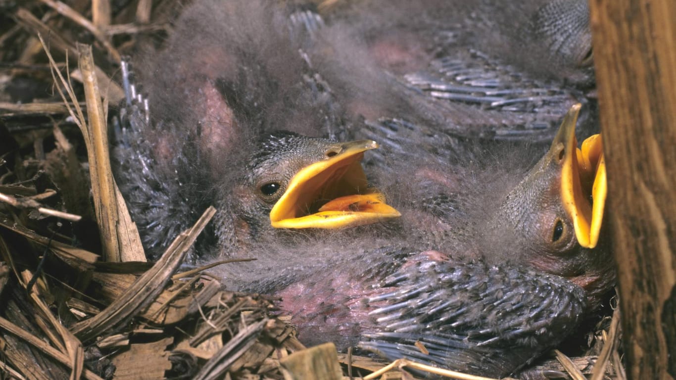 Starküken im Nest: Die Tiere leiden unter Vogelmilben, für Menschen sind sie aber nicht gefährlich. (Symbolbild)