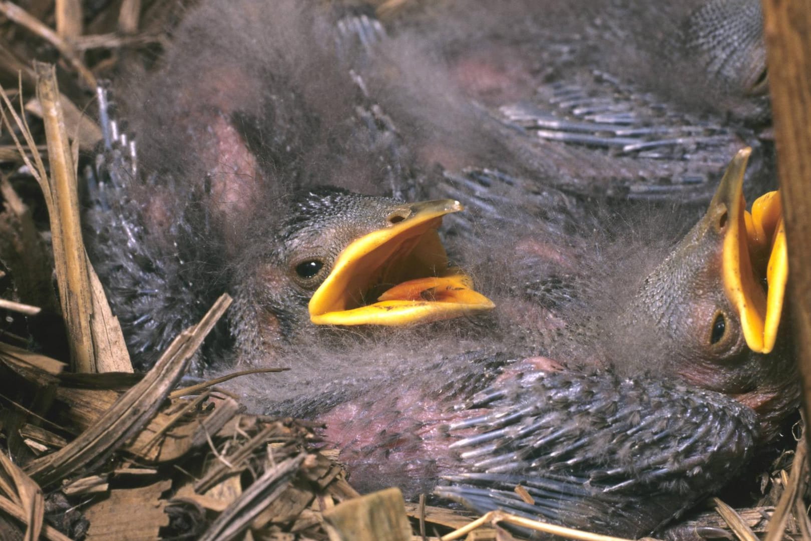 Starküken im Nest: Die Tiere leiden unter Vogelmilben, für Menschen sind sie aber nicht gefährlich. (Symbolbild)