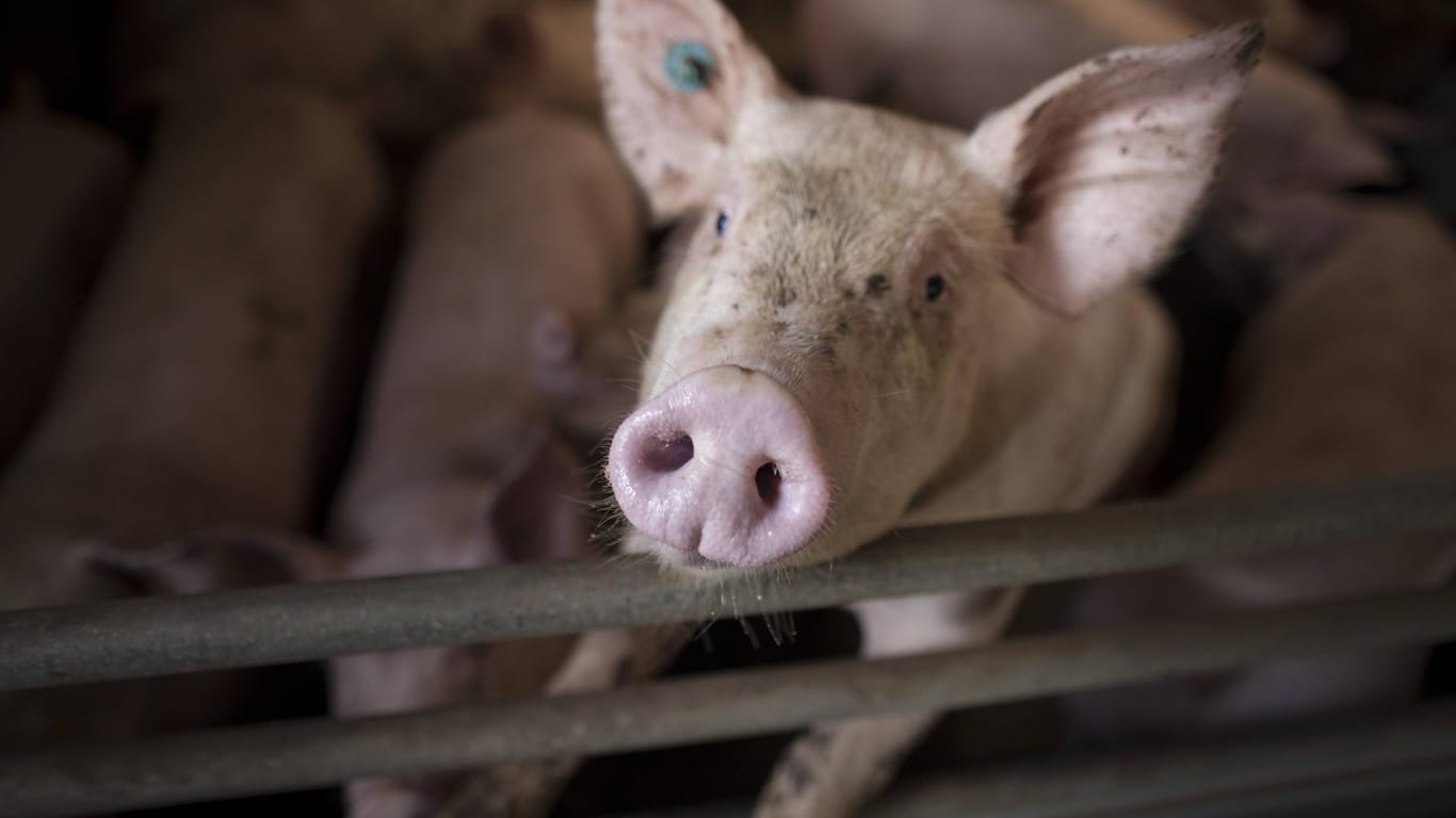Ein Schwein in einem Mastbetrieb (Symbolfoto): In Niedersachsen sind 100 Schweine bei einem Brand gestorben.