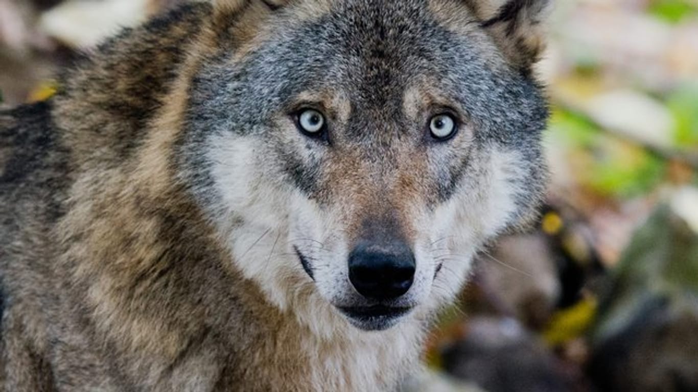 In Polen leben geschätzt etwa 1400 Wölfe.