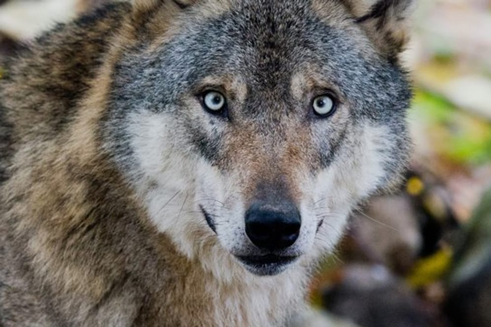 In Polen leben geschätzt etwa 1400 Wölfe.
