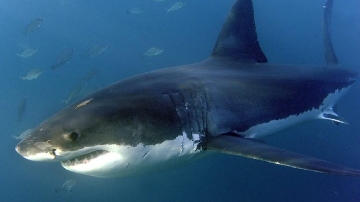 Ein Weißer Hai im Indischen Ozean vor Südafrika.