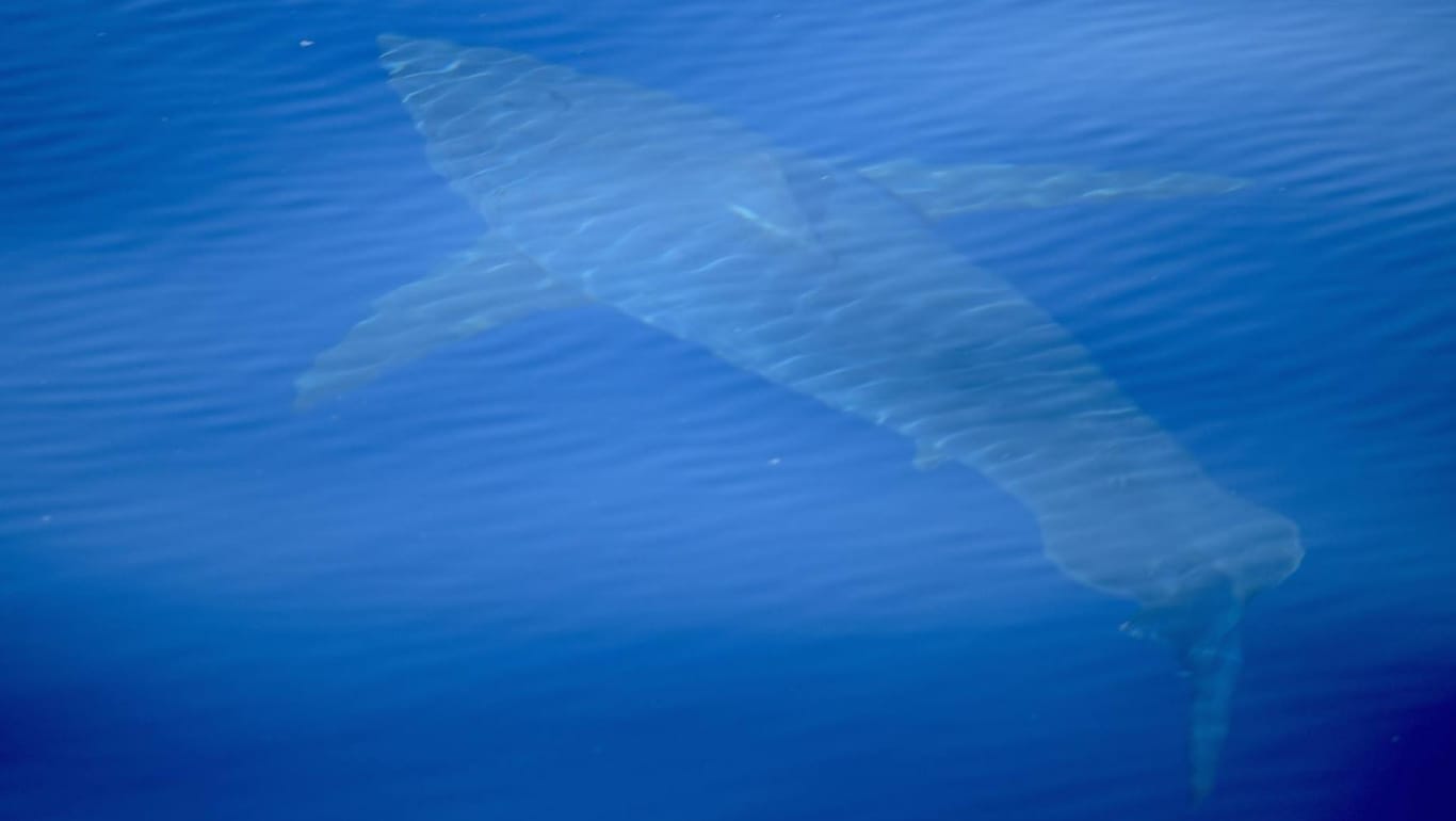Ein Bild des Weißen Hais, der im Mittelmeer aufgetaucht ist.
