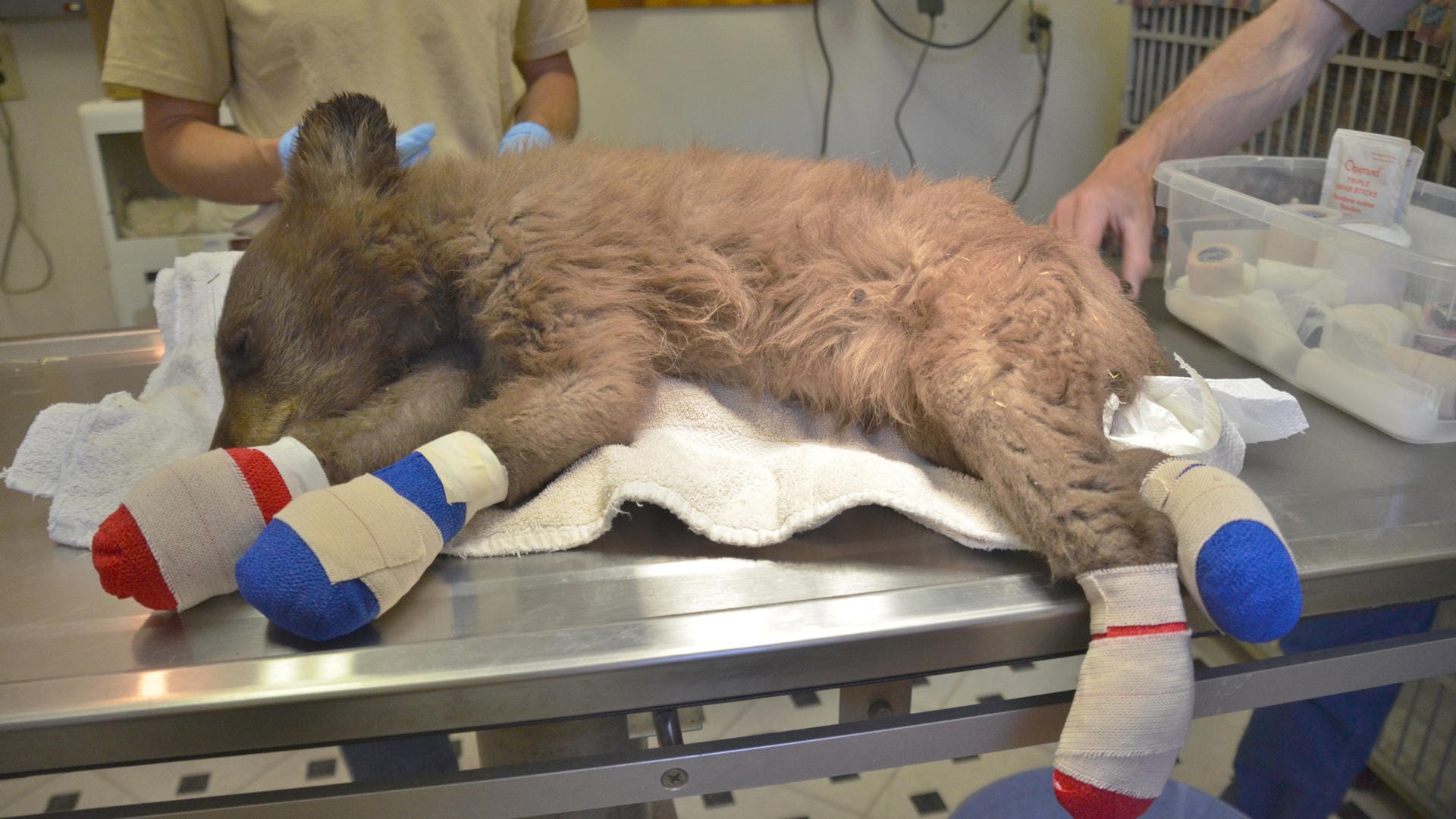 Ein Bärenjunges in Colorado mit verarzteten Tatzen: Der kleine Bär irrte allein im Wald herum, als Ranger ihn fanden.