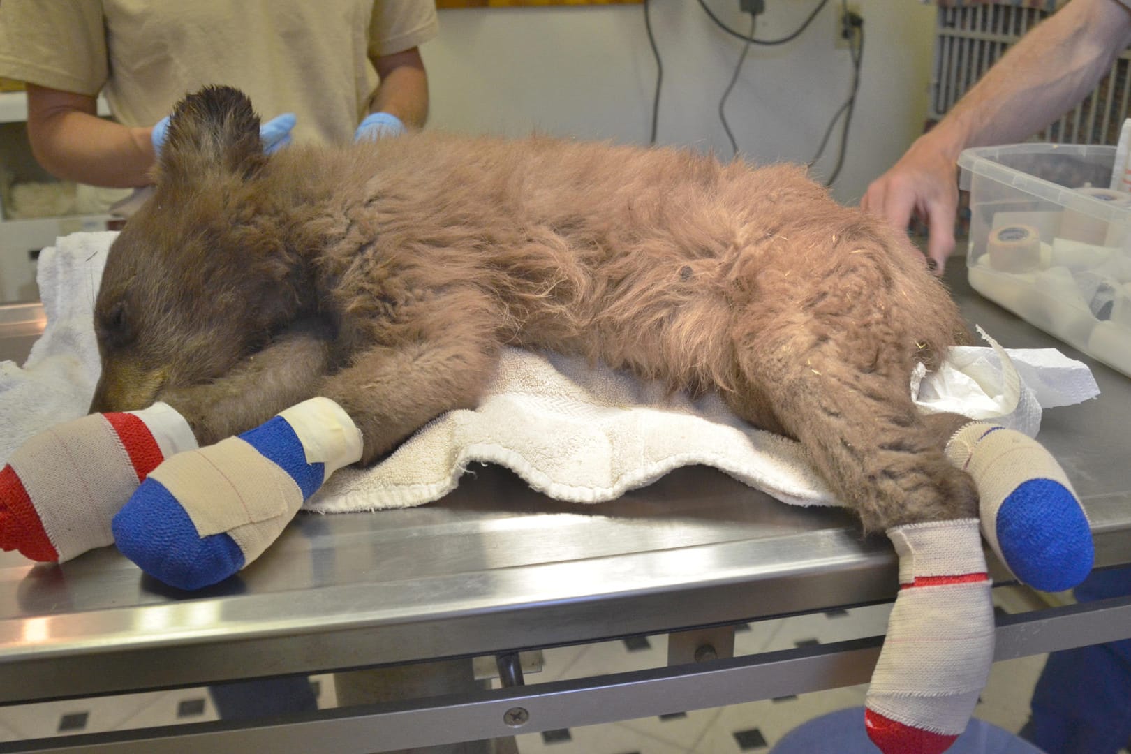 Ein Bärenjunges in Colorado mit verarzteten Tatzen: Der kleine Bär irrte allein im Wald herum, als Ranger ihn fanden.