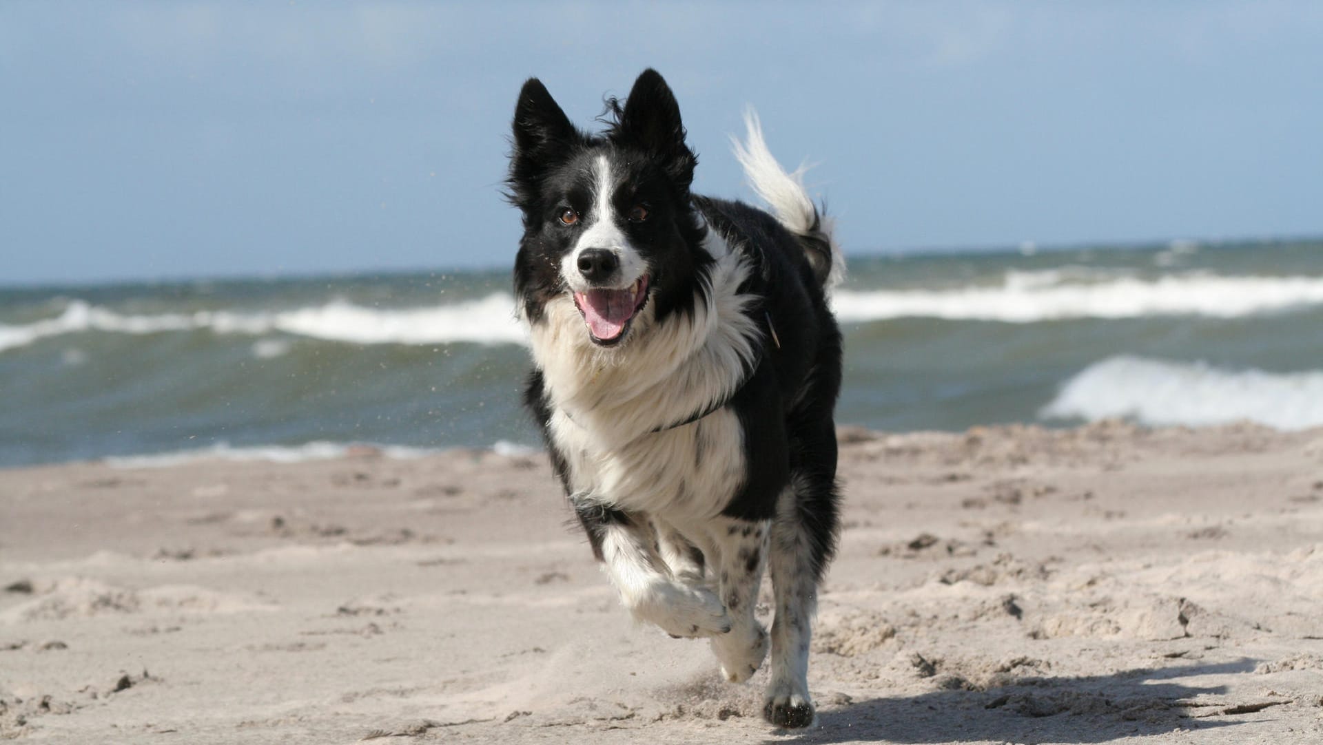 Border-Collie am Strand